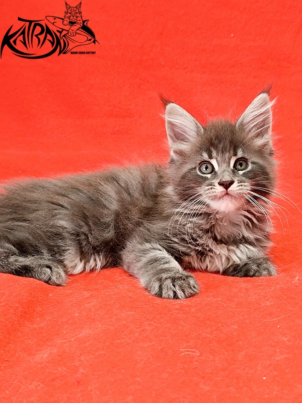 Katran Lavandia - Kitten maine-coon 1 month 2.5 weeks