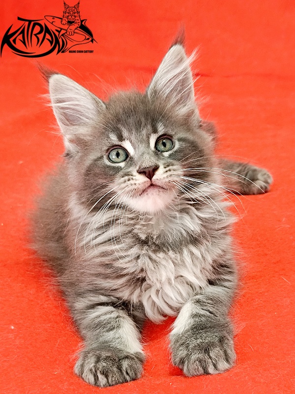 Katran Lavandia - Kitten maine-coon 1 month 2.5 weeks