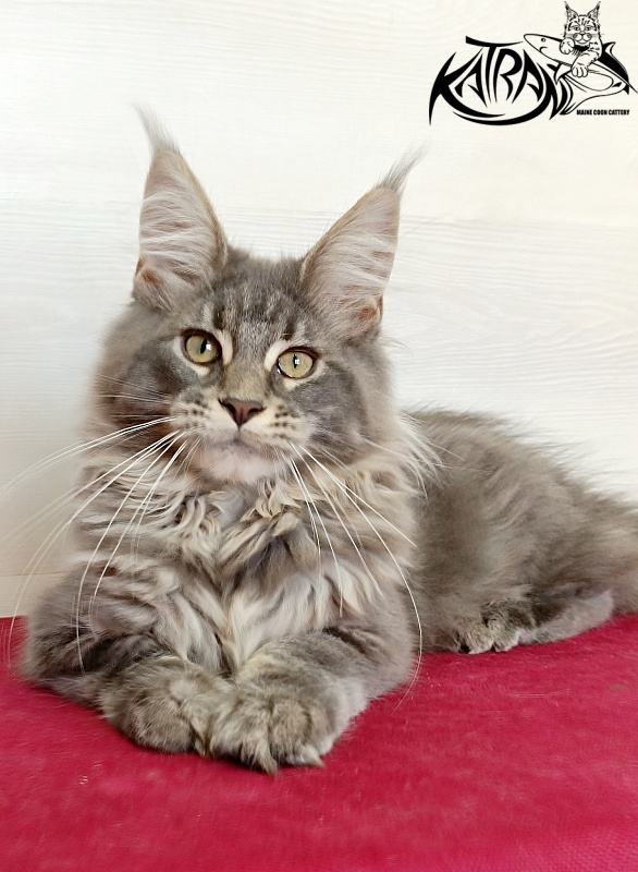 Katran Lavandia - Kitten maine-coon 4 months