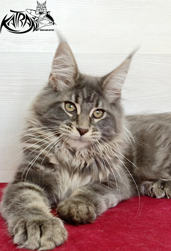Katran Lavandia - Kitten maine-coon 4 months