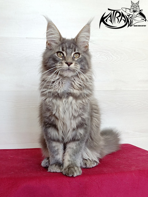 Katran Lavandia - Kitten maine-coon 4 months