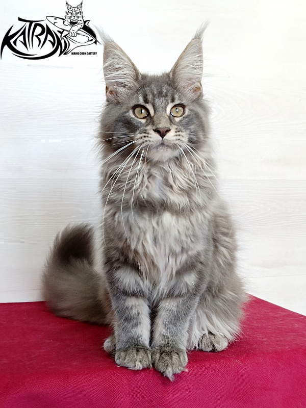 Katran Lavandia - Kitten maine-coon 4 months