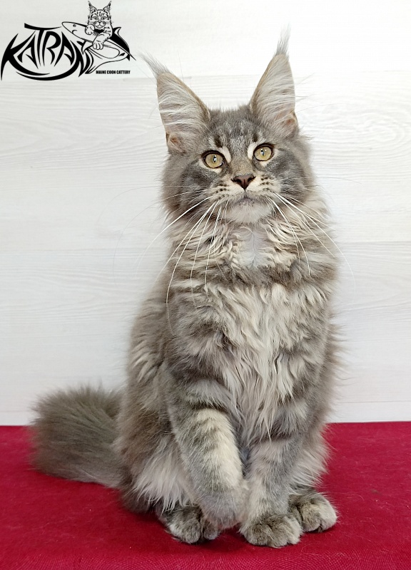 Katran Lavandia - Kitten maine-coon 4 months