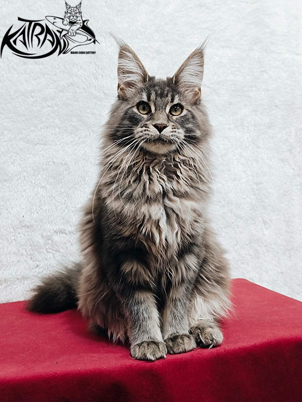 Katran Lavandia - Kitten maine-coon 5 months 1 week