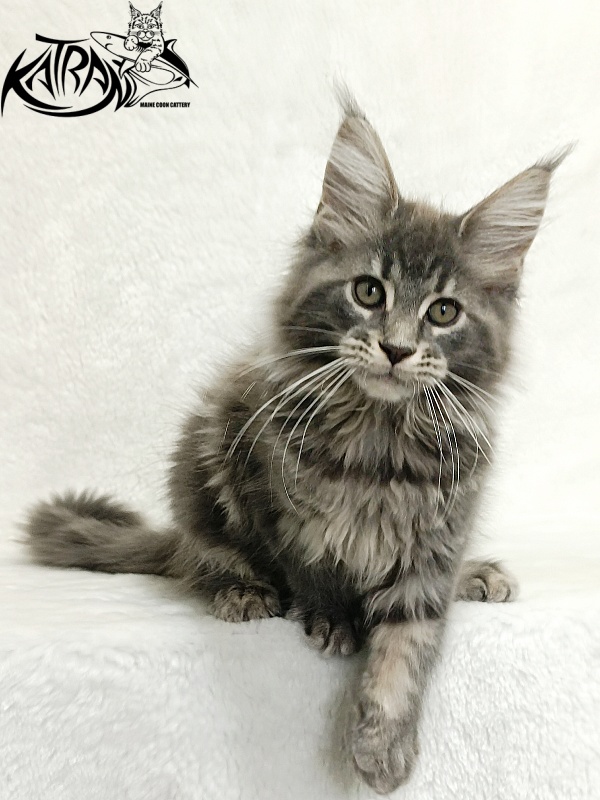 Katran Lavandia - Kitten maine-coon 3 months
