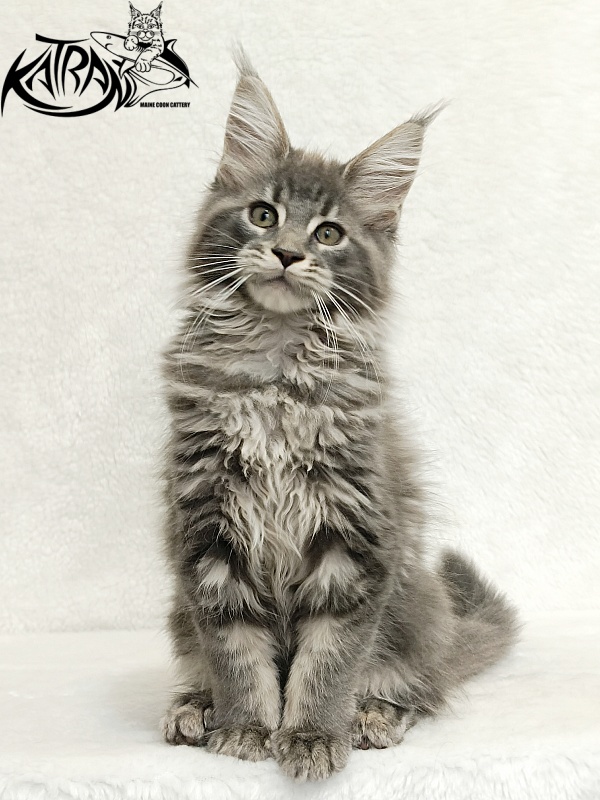 Katran Lavandia - Kitten maine-coon 3 months