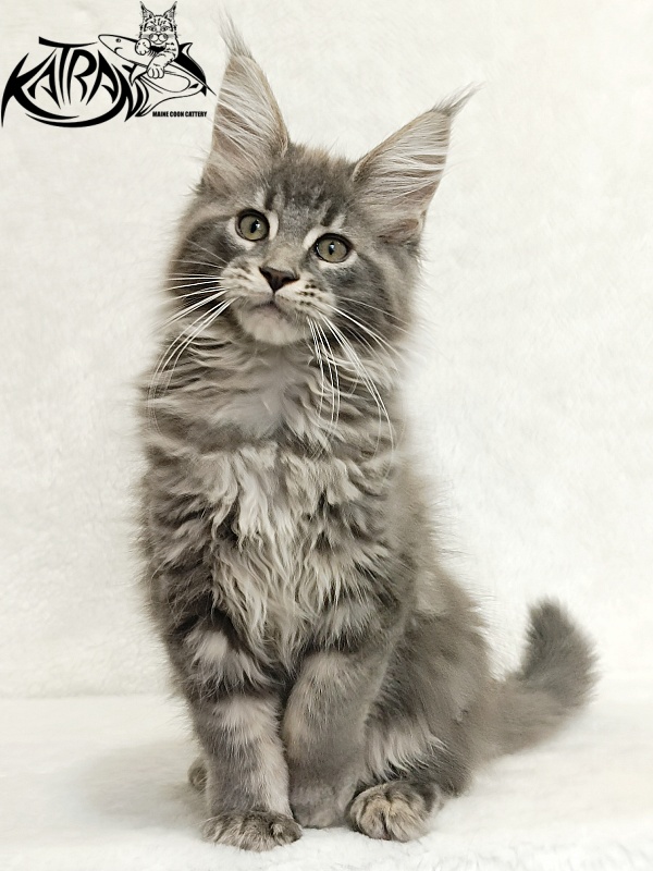 Katran Lavandia - Kitten maine-coon 3 months