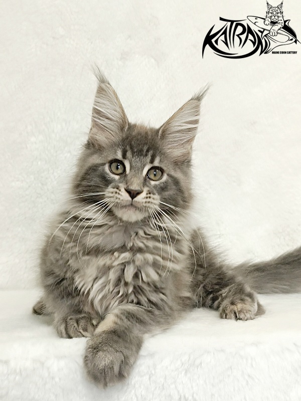 Katran Lavandia - Kitten maine-coon 3 months