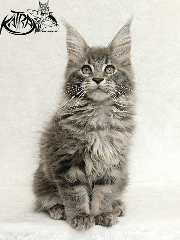 Katran Lavandia - Kitten maine-coon 3 months