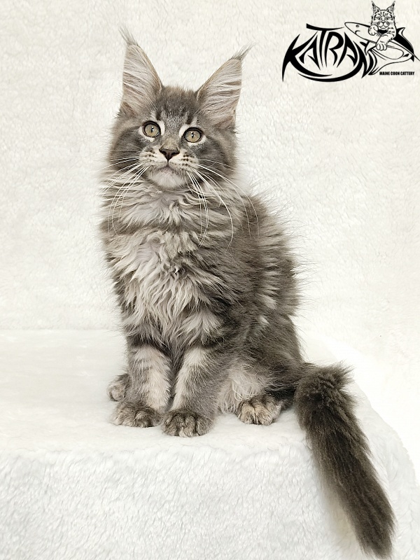 Katran Lavandia - Kitten maine-coon 3 months