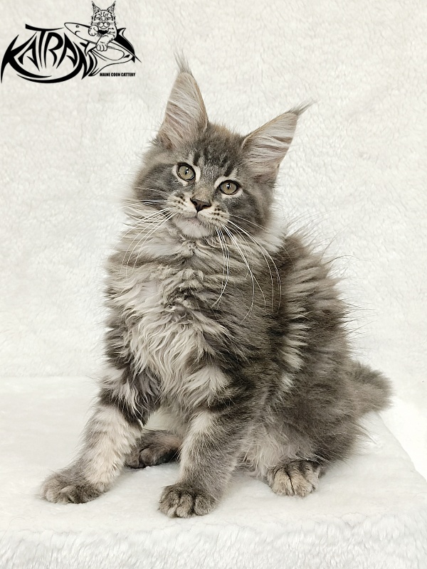 Katran Lavandia - Kitten maine-coon 3 months