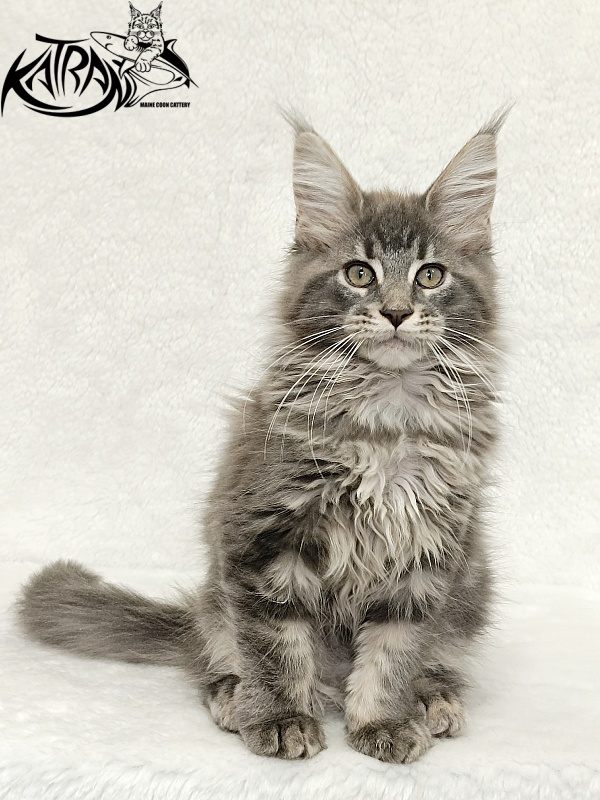 Katran Lavandia - Kitten maine-coon 3 months