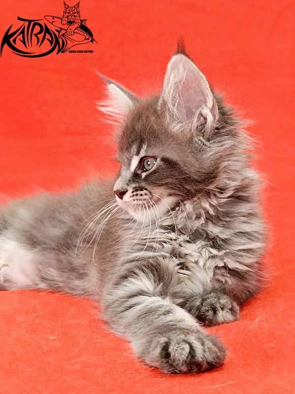 Katran Lavandia - Kitten maine-coon 1 month 2.5 weeks