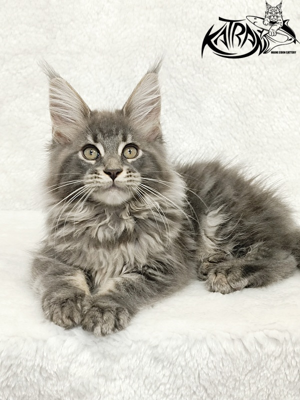 Katran Lavandia - Kitten maine-coon 3 months