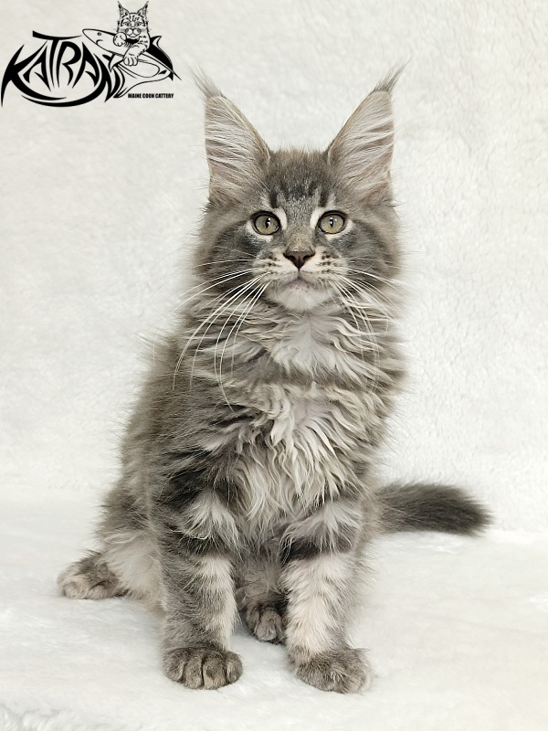 Katran Lavandia - Kitten maine-coon 3 months