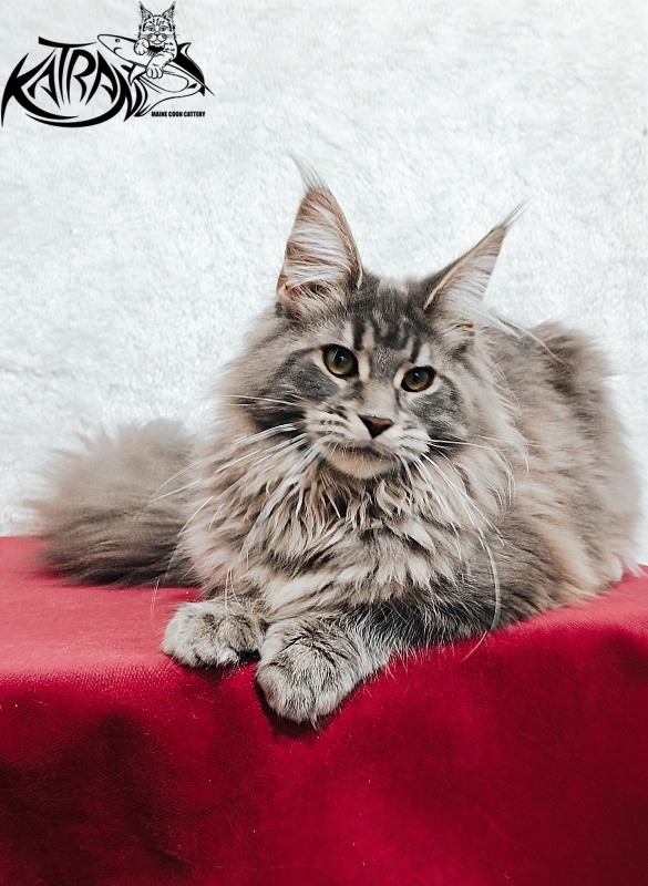 Katran Lavandia - Kitten maine-coon 5 months 1 week