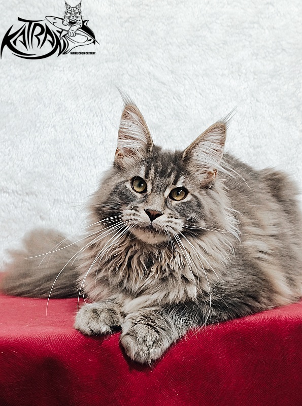Katran Lavandia - Kitten maine-coon 5 months 1 week
