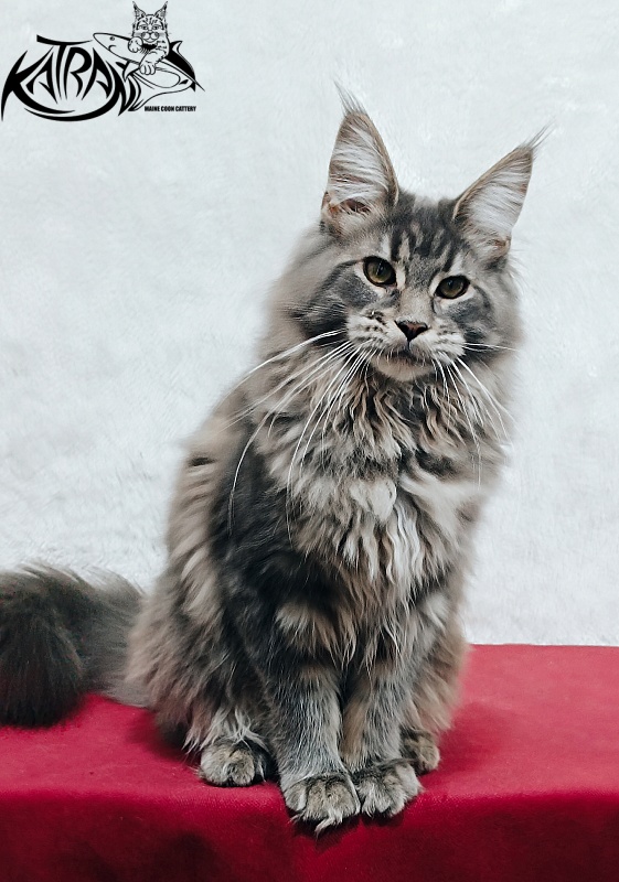 Katran Lavandia - Kitten maine-coon 5 months 1 week