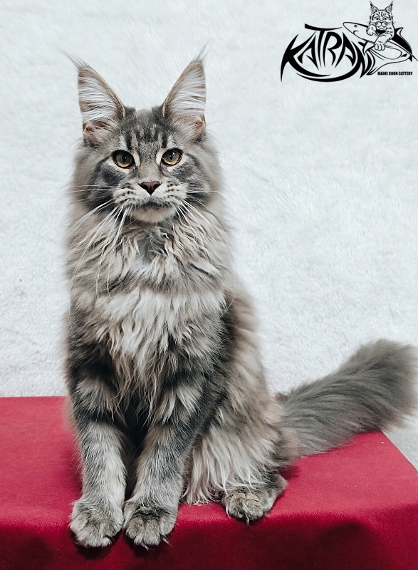 Katran Lavandia - Kitten maine-coon 5 months 1 week