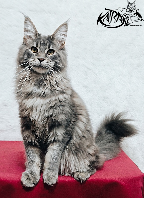 Katran Lavandia - Kitten maine-coon 5 months 1 week