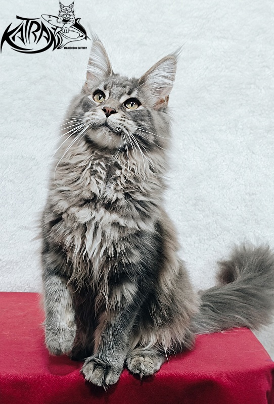 Katran Lavandia - Kitten maine-coon 5 months 1 week