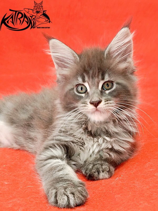Katran Lavandia - Kitten maine-coon 1 month 2.5 weeks