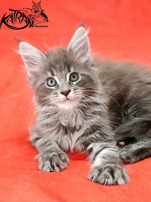 Katran Lavandia - Kitten maine-coon 1 month 2.5 weeks