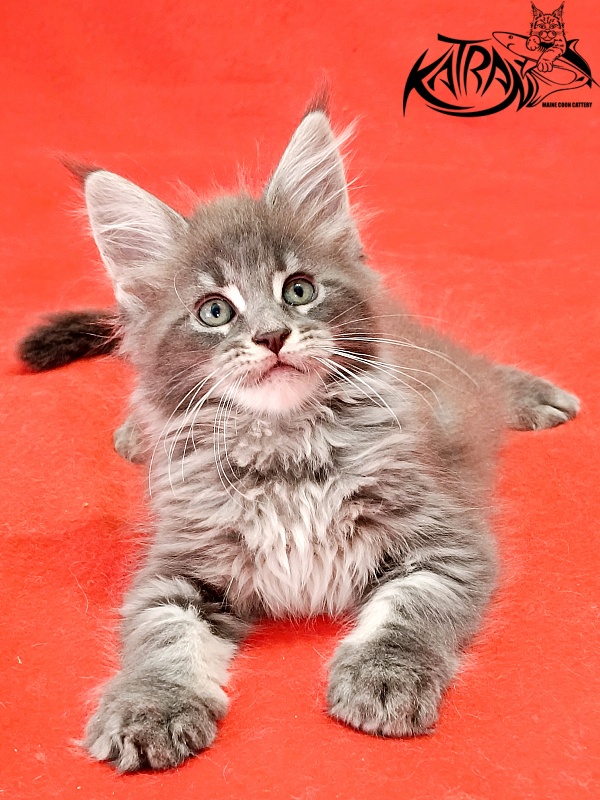 Katran Lavandia - Kitten maine-coon 1 month 2.5 weeks