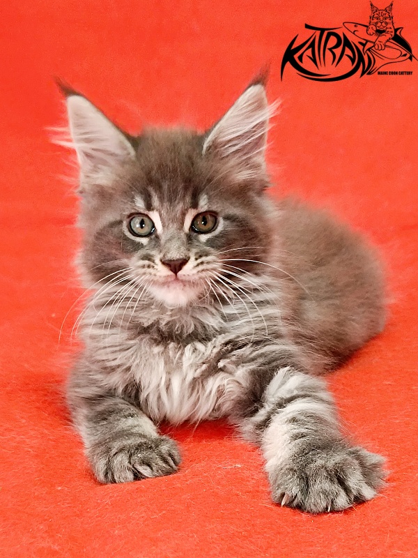 Katran Lavandia - Kitten maine-coon 1 month 2.5 weeks