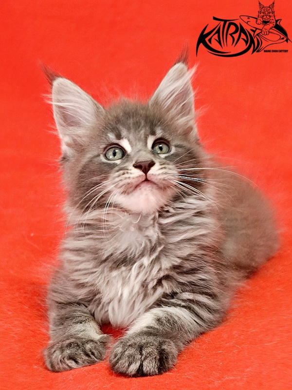 Katran Lavandia - Kitten maine-coon 1 month 2.5 weeks
