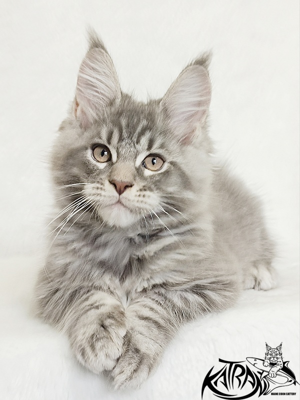 Katran Marseilles - Кошеня мейн-кун 2 місяця 1 тиждень