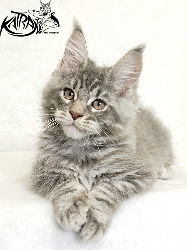 Katran Marseilles - Кошеня мейн-кун 2 місяця 1 тиждень