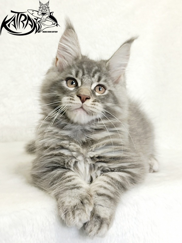 Katran Marseilles - Кошеня мейн-кун 2 місяця 1 тиждень