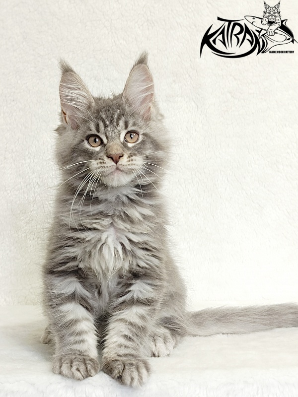 Katran Marseilles - Кошеня мейн-кун 2 місяця 1 тиждень