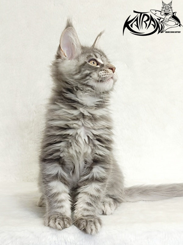 Katran Marseilles - Кошеня мейн-кун 2 місяця 1 тиждень