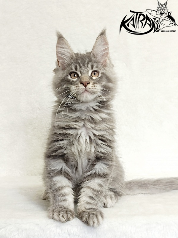 Katran Marseilles - Кошеня мейн-кун 2 місяця 1 тиждень