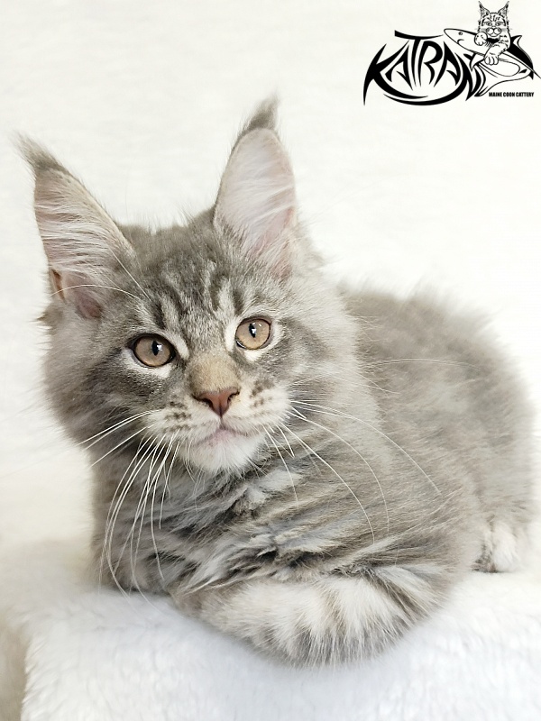 Katran Marseilles - Кошеня мейн-кун 2 місяця 1 тиждень