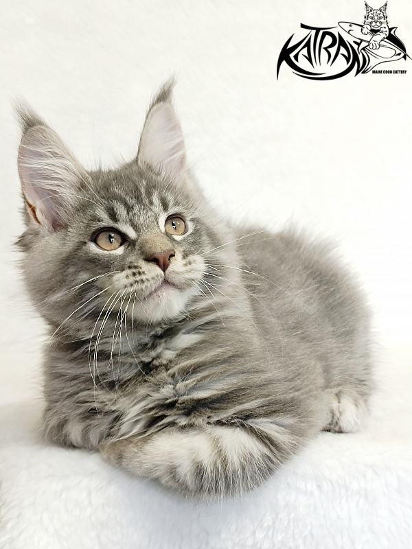 Katran Marseilles - Кошеня мейн-кун 2 місяця 1 тиждень