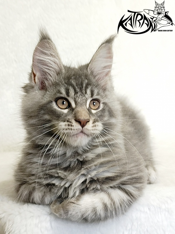 Katran Marseilles - Кошеня мейн-кун 2 місяця 1 тиждень