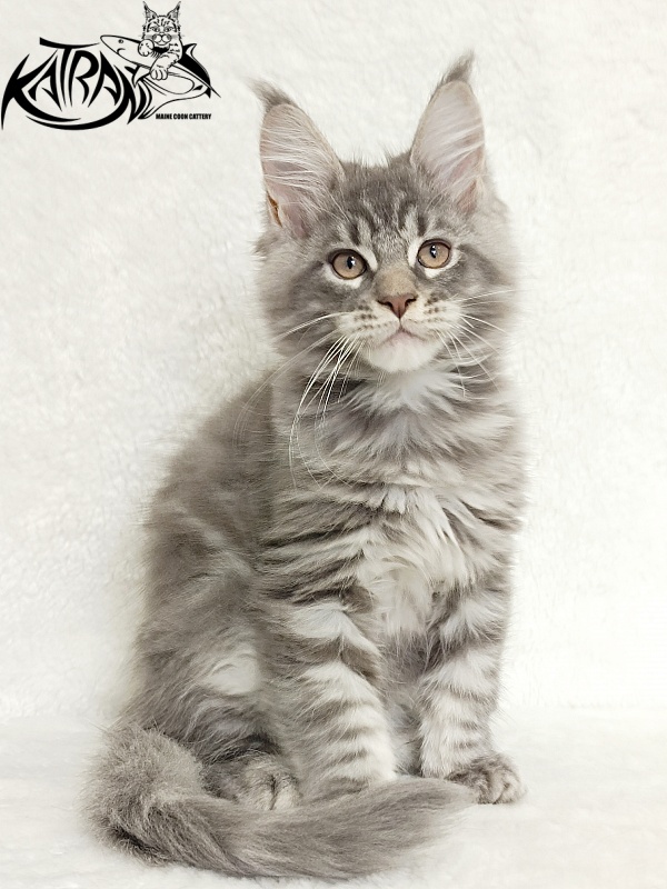 Katran Marseilles - Кошеня мейн-кун 2 місяця 1 тиждень