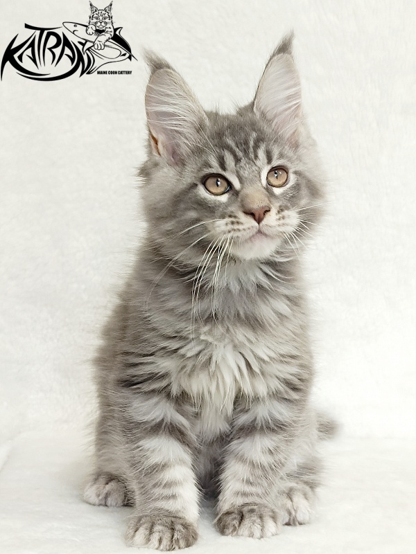 Katran Marseilles - Кошеня мейн-кун 2 місяця 1 тиждень