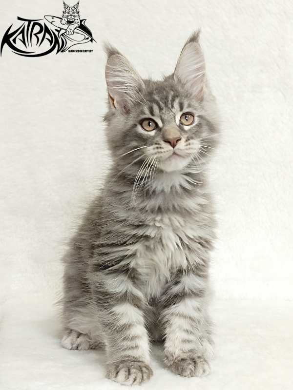 Katran Marseilles - Кошеня мейн-кун 2 місяця 1 тиждень