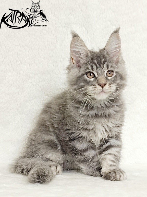 Katran Marseilles - Кошеня мейн-кун 2 місяця 1 тиждень