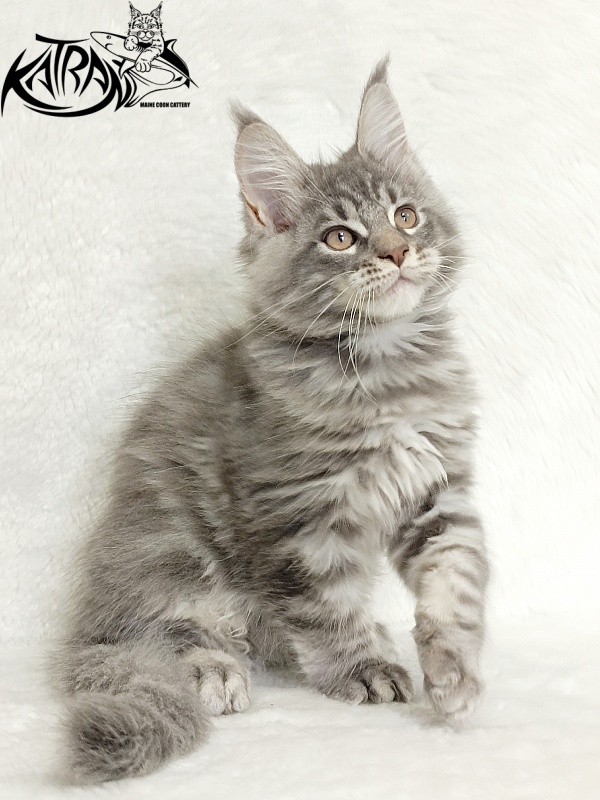 Katran Marseilles - Кошеня мейн-кун 2 місяця 1 тиждень