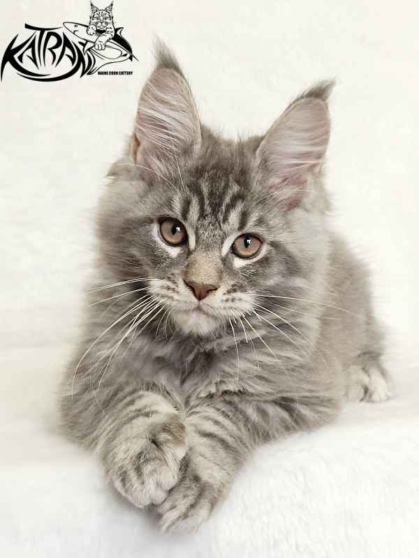 Katran Marseilles - Кошеня мейн-кун 2 місяця 1 тиждень