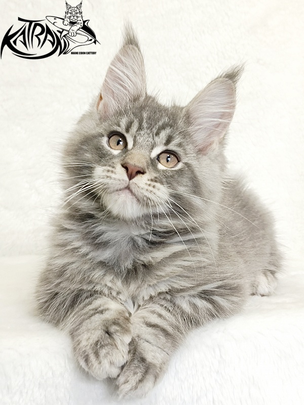 Katran Marseilles - Кошеня мейн-кун 2 місяця 1 тиждень