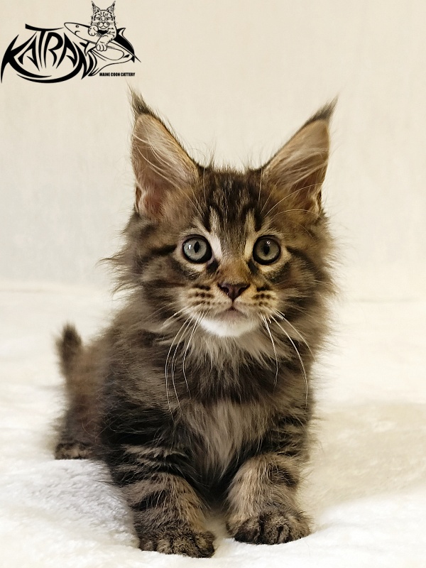 Katran Nash - Kitten maine-coon 2 months
