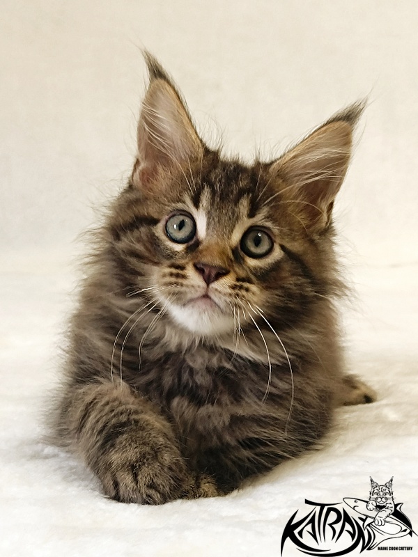 Katran Nash - Kitten maine-coon 2 months
