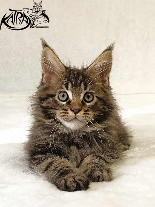 Katran Nash - Kitten maine-coon 2 months