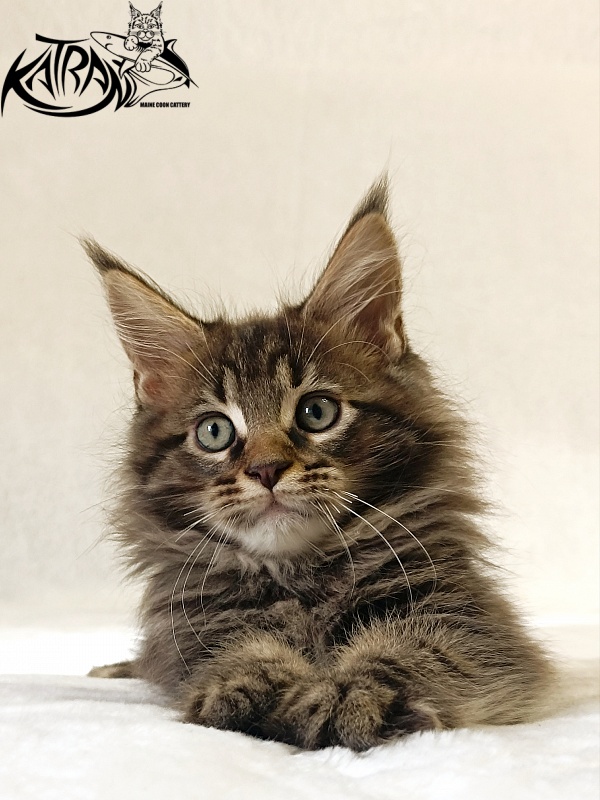Katran Nash - Kitten maine-coon 2 months